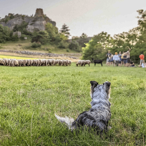 ce chien observe le troupeau de brebis du chaos rocheux de Roquesaltes à côté de Millau en Aveyron