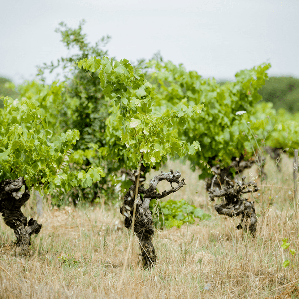 Vignes du Domaine Viticole Obrière proche de Béziers dans l'Hérault en Occitanie