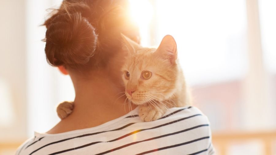 Voyager avec un chat : les indispensables pour un voyage serein