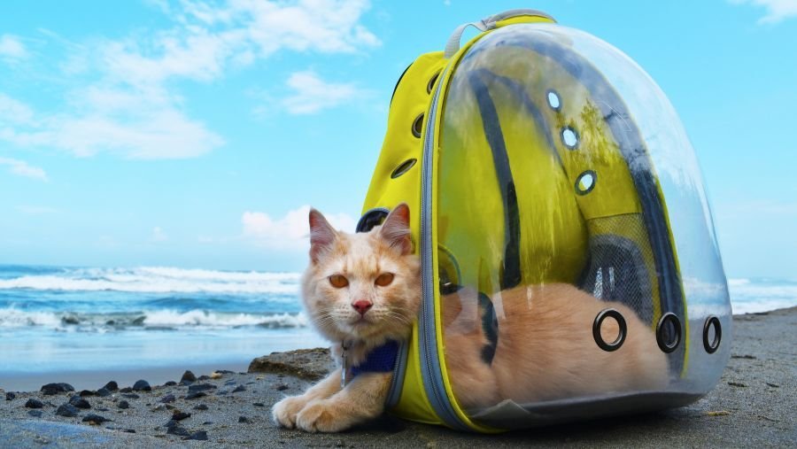 chat en vacances à la plage