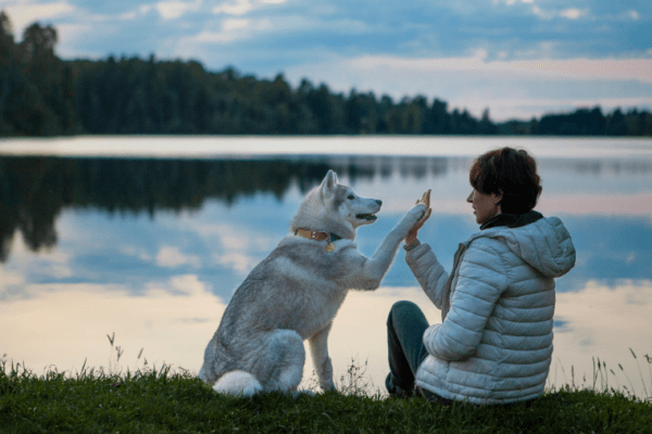 Liste des compagnies aériennes dog-friendly en Europe