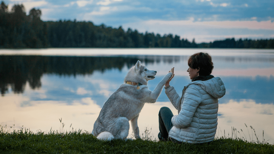 Liste des compagnies aériennes dog-friendly en Europe