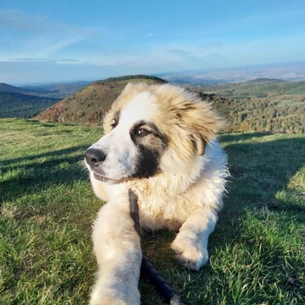 Chien dans la nature proche des Yourtes des 5 Chemins dans le massif du Sancy dans le Puy de Dôme en Auvergne