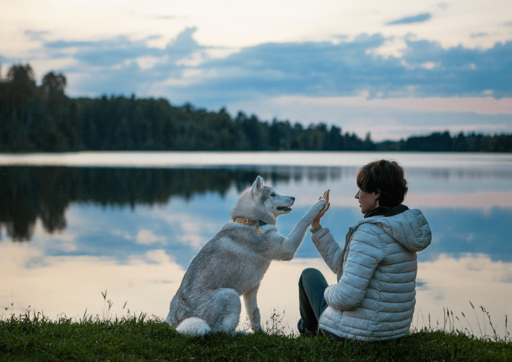 les forets européennes avec un chien accessible en avion