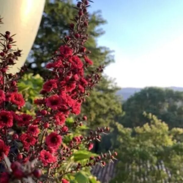 Fleurs et nature à la Gîte Insolite l'Atelier des Rêves à Salernes en Var, Provence Alpes Côte d'Azur