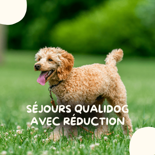 séjours qualidog avec un chien