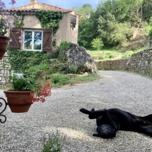 Joli chien à la Gîte Insolite l'Atelier des Rêves à Salernes en Var, Provence Alpes Côte d'Azur