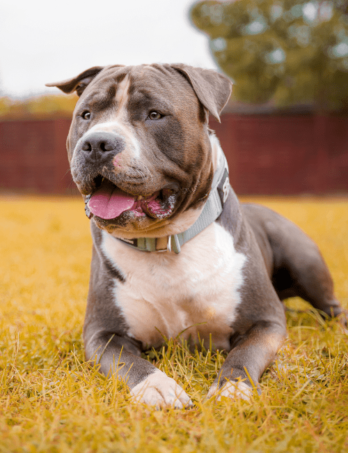 chien catégorisé accepté