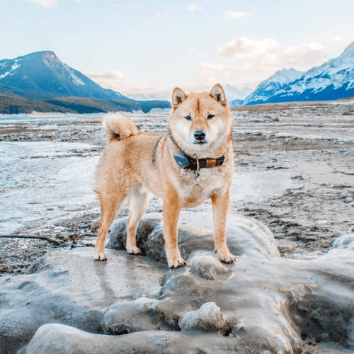 chien shiba inu libre car il porte le collier GPS pour éviter qu'il se perde en vacances