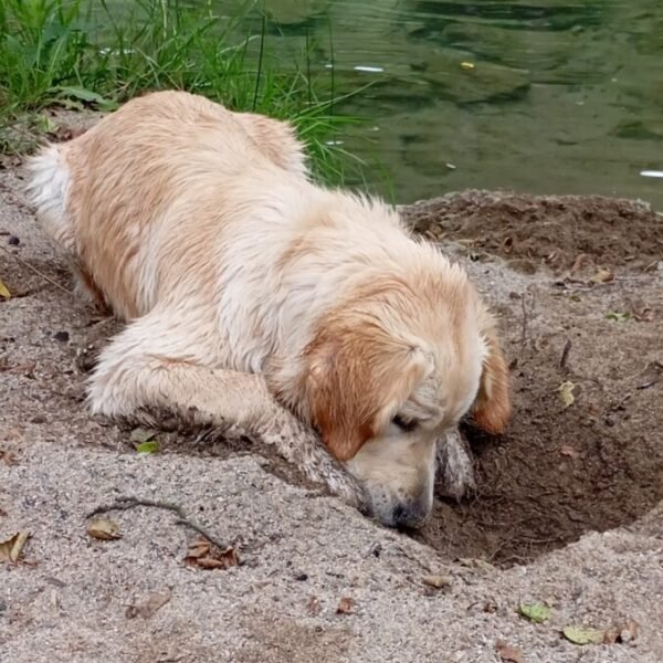 Chien qui joue dans la nature proche des Gites de la Papeterie dans le Gard à St Laurent le Minier en Occitanie