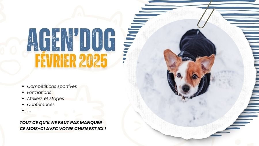 Agen’Dog Février 2025 : Les événements canins à ne pas manquer !