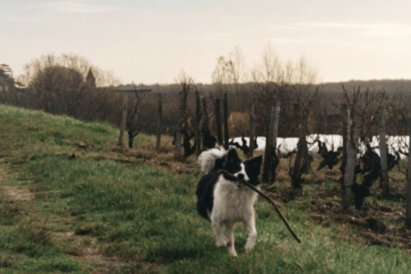 Les bonnes adresses pour découvrir les vins d’Alsace avec son chien