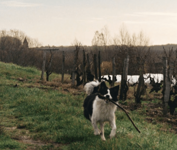 Un chien dans une vigne en Alsace.