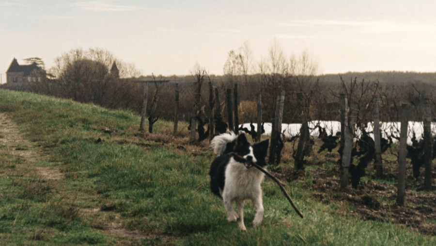 Les bonnes adresses pour découvrir les vins d’Alsace avec son chien