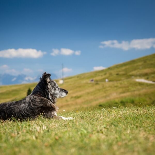 Chien en balade près du Gîte La Vercorelle dans la Drôme dans le Vercors à Léoncel en Rhône Alpes