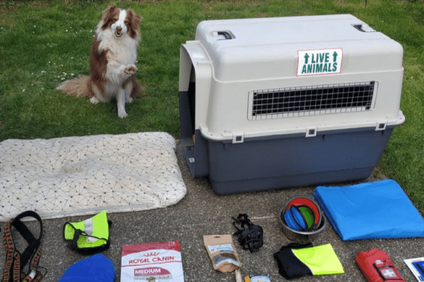 Le matériel essentiel pour partir en voyage en camping-car avec un chien