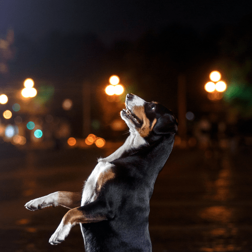 Un chien en ville de nuit.