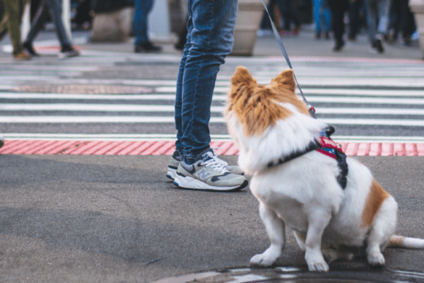 Les défis du chien citadin