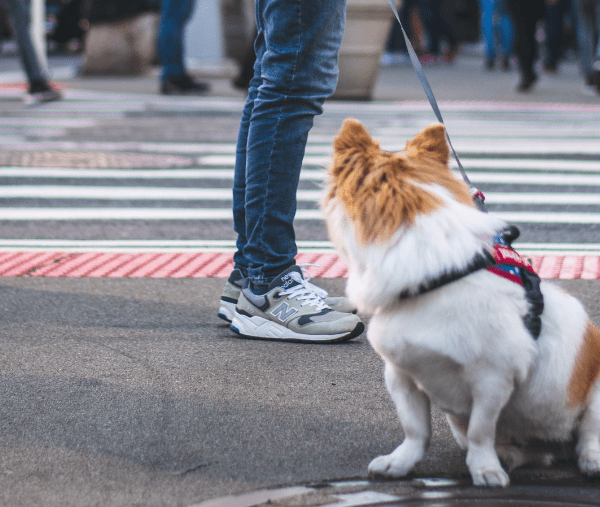 Un chien en ville avec son maître.