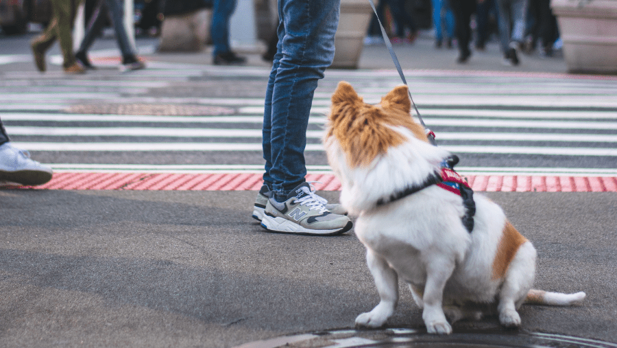 Les défis du chien citadin