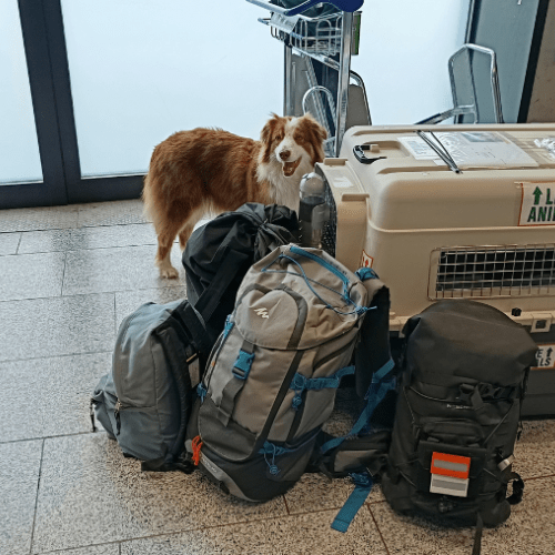 Un chien à l'aéroport à côté d'une caisse de transport pour prendre l'avion.