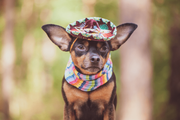 Partir au Mexique avec son chien