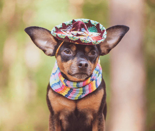 Un chien avec un chapeau au Mexique