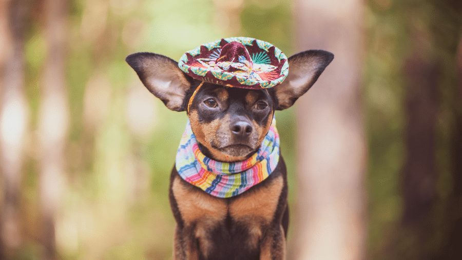 Partir au Mexique avec son chien