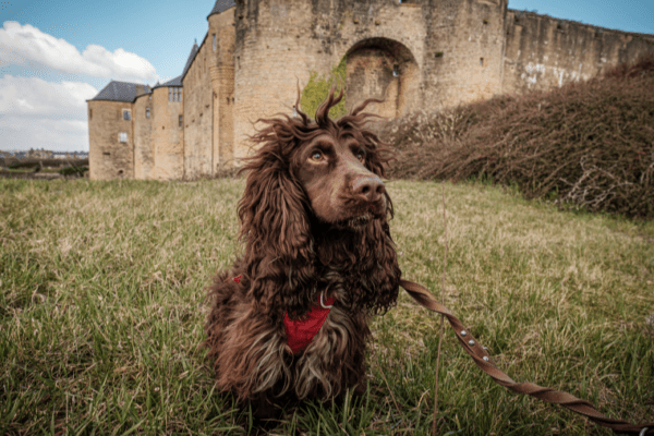 Sedan et Charleville : Les Ardennes avec son chien pour une jolie escapade !