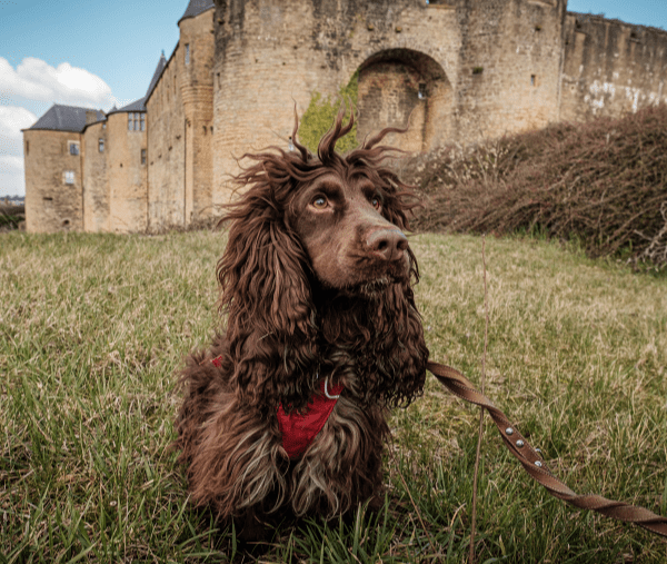 Un chien devant le château de Sedan dans le Grand-Est.