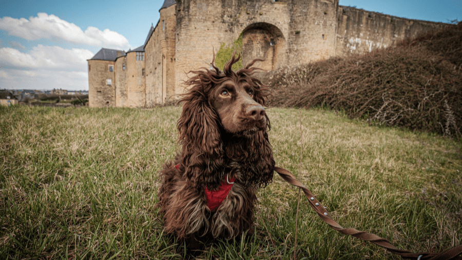 Sedan et Charleville : Les Ardennes avec son chien pour une jolie escapade !