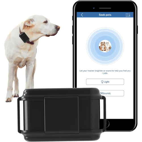 Chien portant le boîtier GPS pour chien avec l'application pour suivre sa localisation