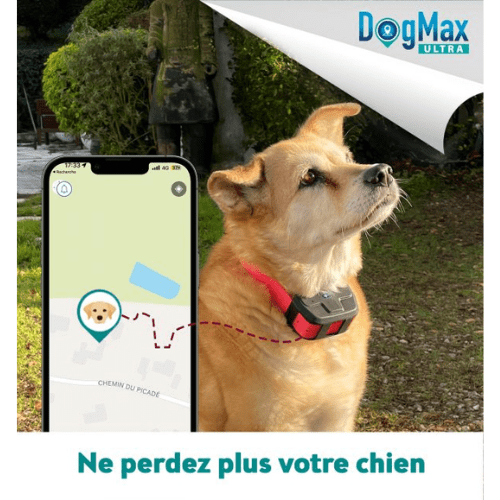 chiot portant un traceur GPS au collier pour le retrouver si il se perd