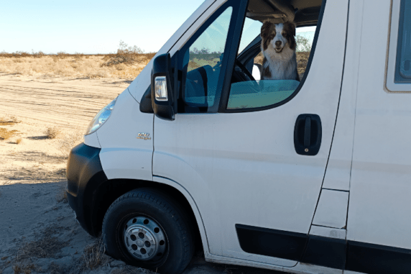 Les meilleurs conseils pour voyager en camping-car avec son chien pendant un an