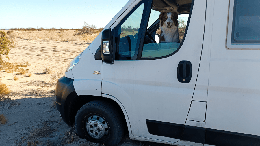 Les meilleurs conseils pour voyager en camping-car avec son chien pendant un an