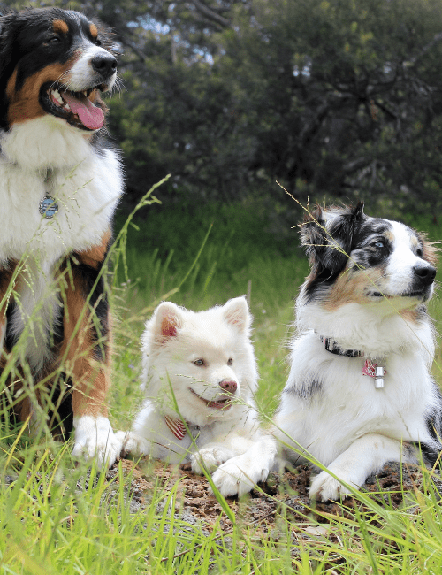 famille nombreuse