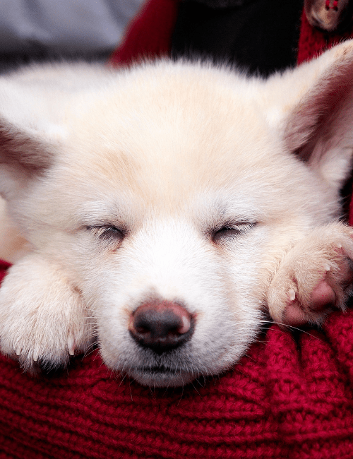 chien gratuit