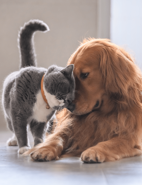 chat bienvenu