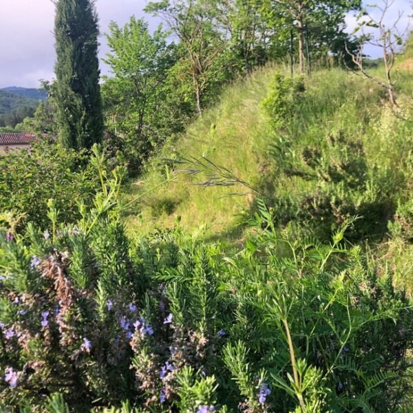 Jardin de Maison Pierres Bois Feuilles à Alzon en Gard, Occitanie