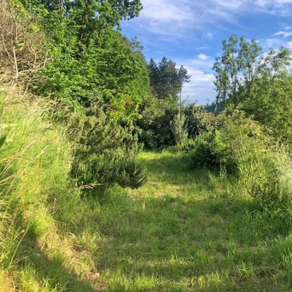 Jardin vert de Maison Pierres Bois Feuilles à Alzon en Gard, Occitanie