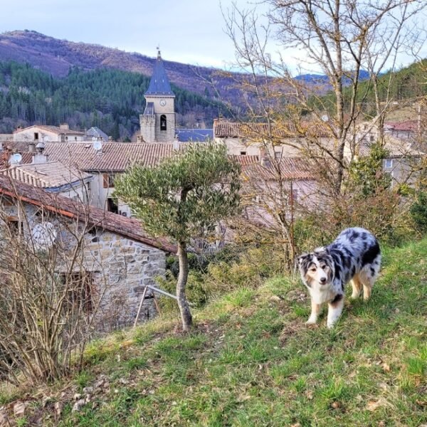 Chien dans la nature de Maison Pierres Bois Feuilles à Alzon en Gard, Occitanie