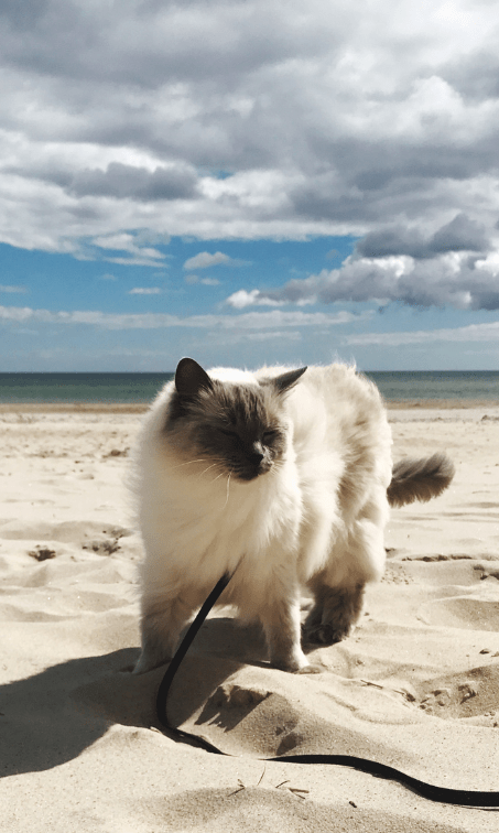 chat plage baie de somme