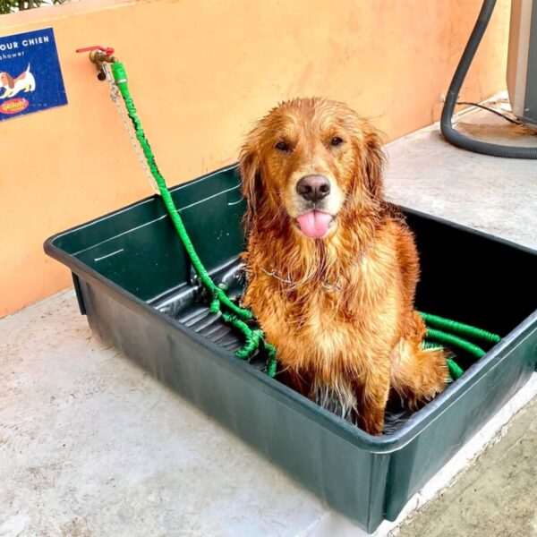 Chien à la douche au camping Yelloh Village en Camargue.