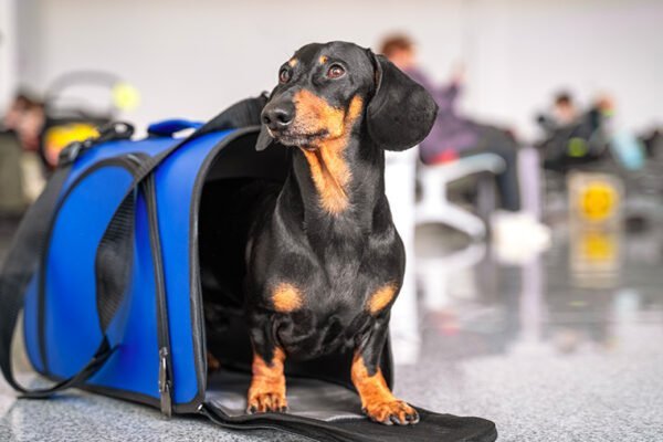 Stress ou douleurs articulaires : comment aider votre chien en voyage ?