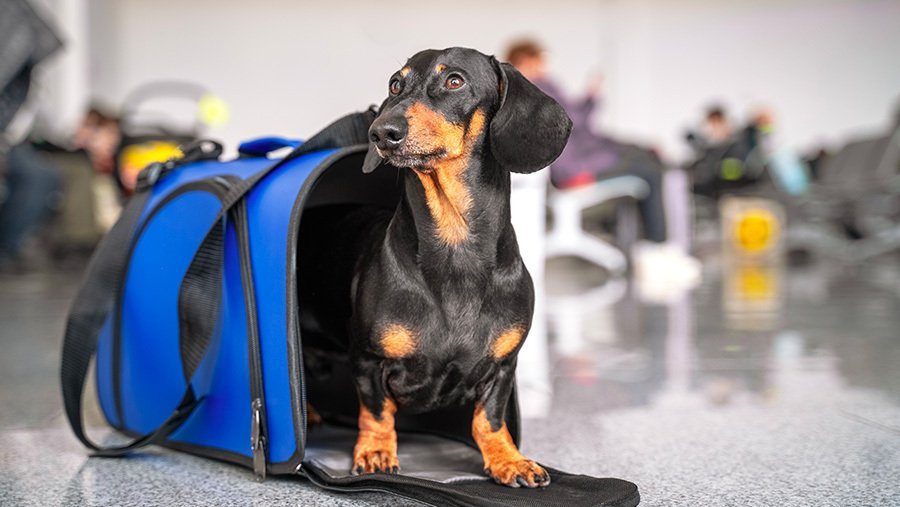 Stress ou douleurs articulaires : comment aider votre chien en voyage ?