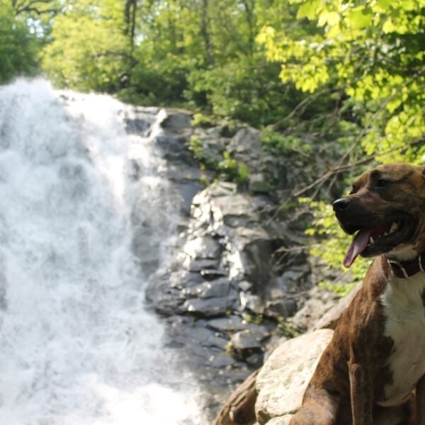 Chien dans la nature