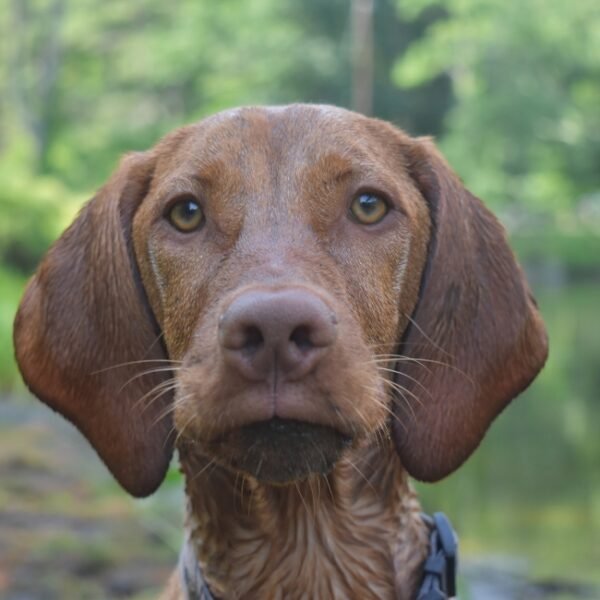 Chien en balade près du Gite La Sagnarde à Loubressac dans le Lot proche de la Vallée Dordogne