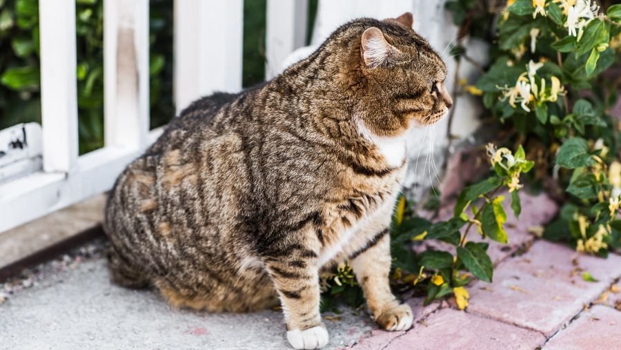 chat en obésité à prendre en charge par un vétérinaire et une assurance santé