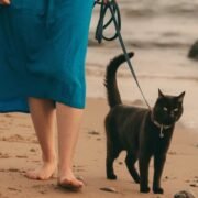 chat à la plage