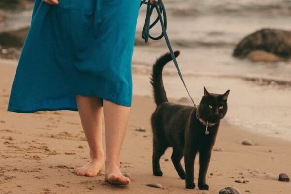 Les chats qui voyagent sont chouchoutés dans la Somme !